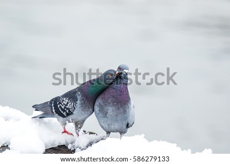 The spring is in the air and love is everywhere pigeons kissing and mating.
