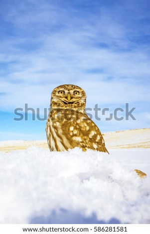 little owl and winter scene
landscape wildlife photo.
Little Owl Athene noctua