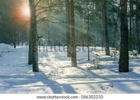 Winter pine forest on a sunny day.