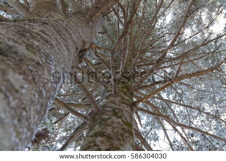 look up on two conifer trees with spreading branches