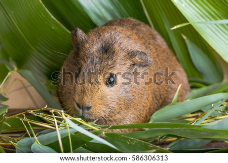 guinea pig - pet