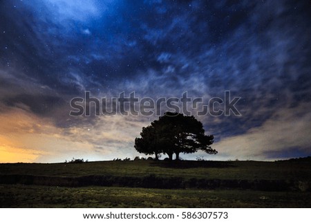tree on a hill with a starry sky