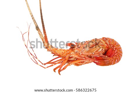 Spiny lobster isolated on white background