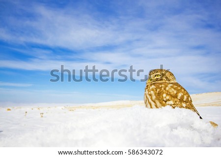 Little owl and winter scene.
Landscape wildlife photo.
Little Owl Athene noctua.