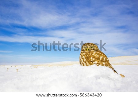 Little owl and winter scene.
Landscape wildlife photo.
Little Owl Athene noctua.
