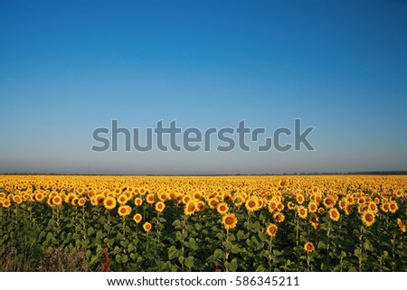 Field of sunflowers on a background of the blue sky