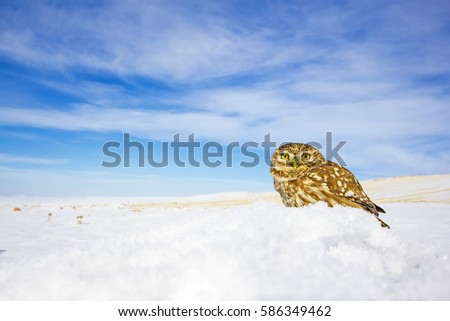 little owl and winter scene
landscape wildlife photography
Little Owl Athene noctua