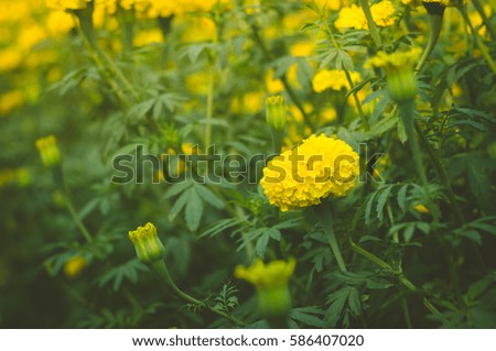 Yellow Calendula or Marigold flowers in the garden-blurred background and select focus