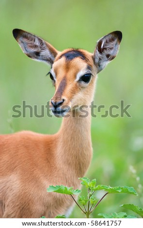 Young impala with attentive pose; Aepyceros melampus; South Africa