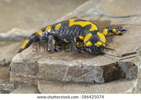 Europaean salamander (Salamandridae) on the rock