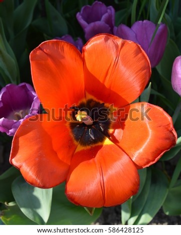 Red tulip flower. Close up.