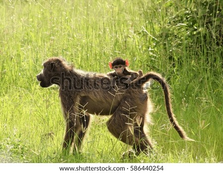 Olive baboon and baby riding on back 