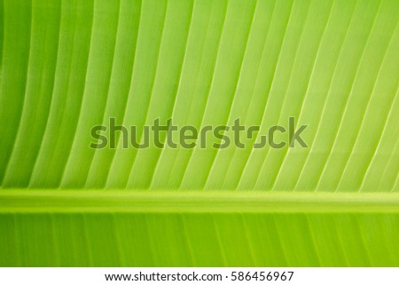 Abstract texture background fresh banana leaf.