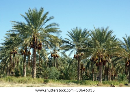 Ochard with palm date trees in south part of Tunisia Royalty-Free Stock Photo #58646035