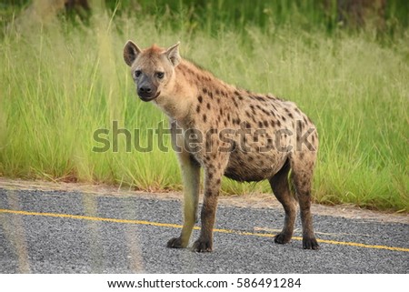 Hyena
