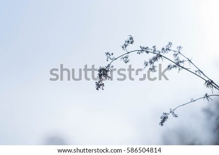 Branch in snowy nature.