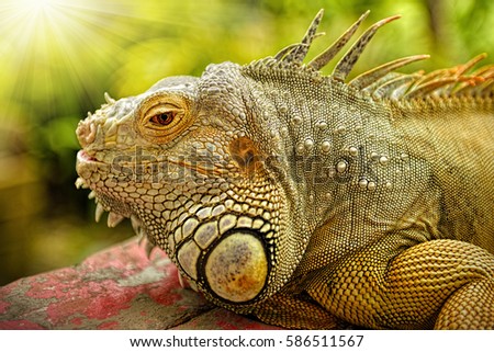 Close up of green iguana, selective focus.