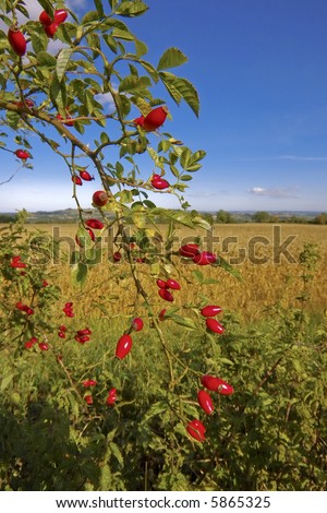 red berries on tree and bush in countryside