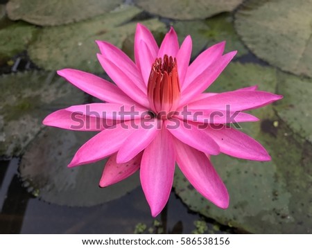 Pink purple lotus water Lilly, Nymphaea lotus Linn. middle picture