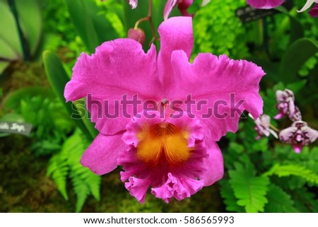 Purple and Yellow Pink Empress Flower in Orchid Show Surrounded by Green Leaves Indoors Lit by Fluorescent Light