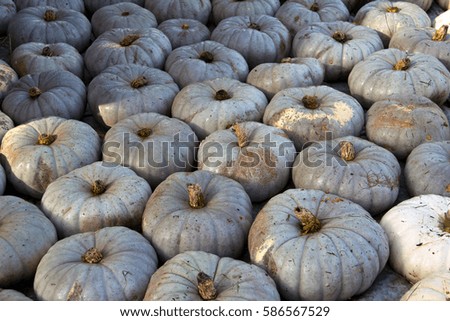 Pumpkins / Multicolored decorative pumpkins on autumn festival