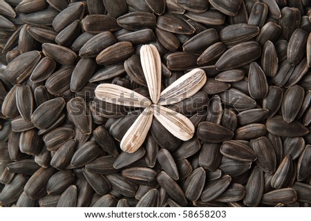 black and white sunflower seeds