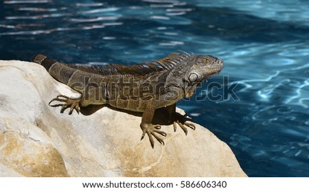 Iguana by the Water