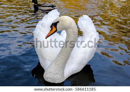 swan on river close-up  photo. Beautiful picture, background, wallpaper 
