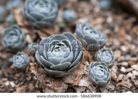 Close up Rectangular arrangement of succulents; cactus succulents in a planter, natural background
