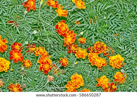 bright and colorful flowers marigolds. autumn landscape.