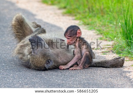 Chacma Baboon with baby