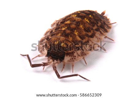 Close up view of a common woodlice (Porcellio scaber) from the front isolated on a white background with soft shadow