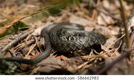 Nonpoisonous snake grass snake