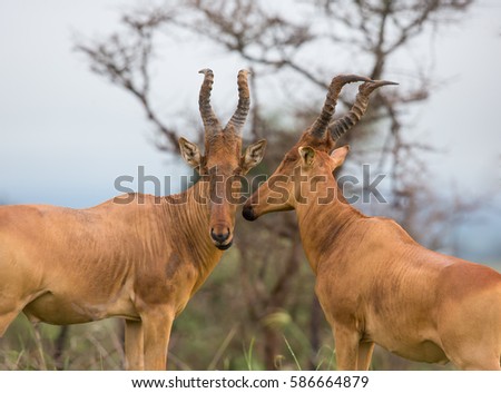 This is a picture a antelope in Africa which call Cokes Hartebeest. It's a good picture in the soft light.