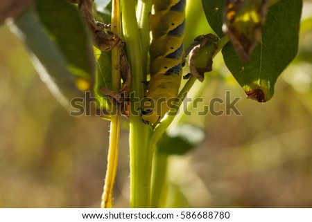 Acherontia atropos Caterpillar eat Potato Leaves