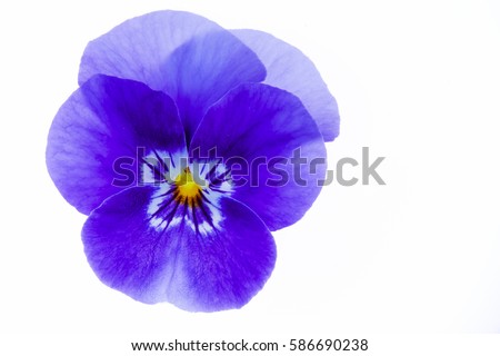 Horned pansy isolated on white