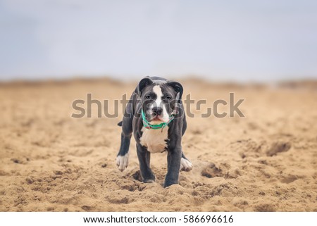 Four months American Pitbull playing on the beach.