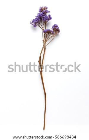 Dried Field Flower isolated on White Background with Real Shadow. Top View Image of Wild Flowers. Close up with Space for Text.