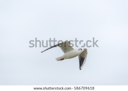 Gull straight flight 