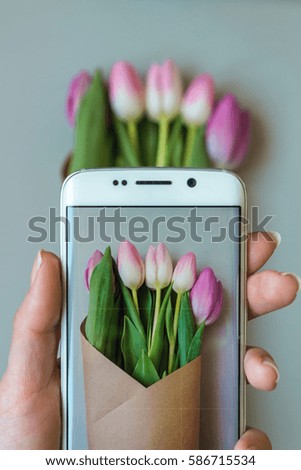 female hands taking a picture of beautiful fresh tulips with smartphone.