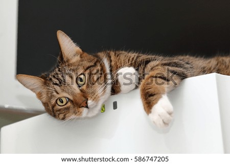 Striped short-haired cat on top of a fridge