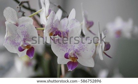 Closeup of Orchids Blooming Outdoors