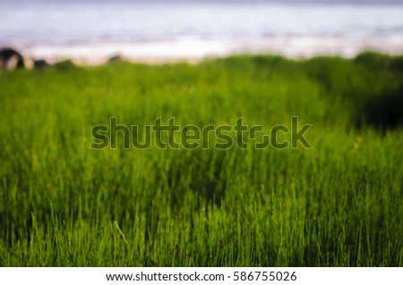 art abstract spring background or summer background with fresh green grass on the foreground Beautiful seashore, South Australia