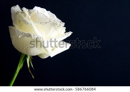 White wedding rose close up isolated on dark black background / bird eye view of white wet rose on black with water drops