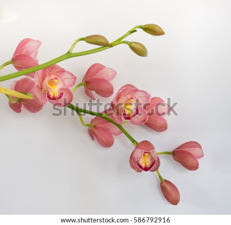 Isolated stems of Cattleya orchid with multiple blossoms and buds against a white background. Many flowers are not fully open. Centers are fuchsia and yellow. Shallow depth of field. 