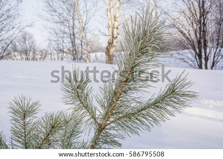 Coniferous winter forest. The wood in the winter under snow. It is a lot of snow in the wood. Cold, frost.