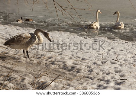 Winter pond. Couple of swans in the ice-hole