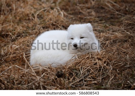 Arctic fox laying in the grass