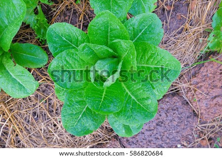 top view picture of vegetable in organic farm. 