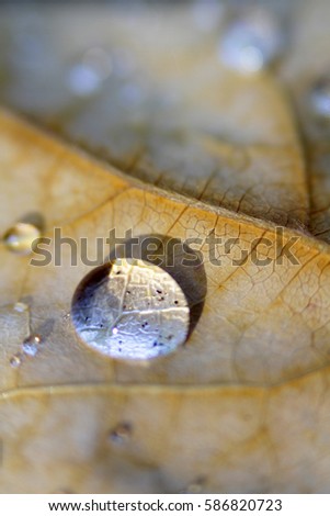 water droplet on leaf Royalty-Free Stock Photo #586820723